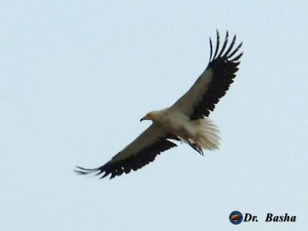 الرخمة المصرية او العقاب المصري في مرج ابن عامر